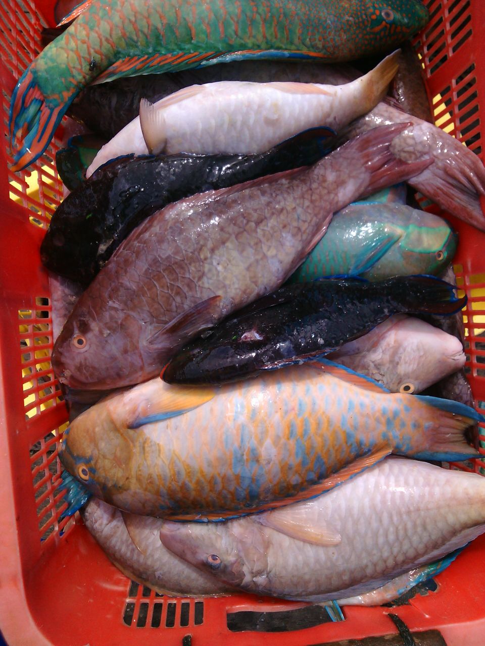Parrot Fish Raw Material